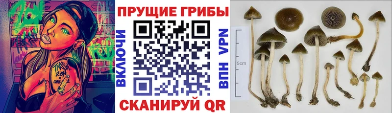 MEGA сайт  Сосновоборск  Псилоцибиновые грибы Psilocybe 